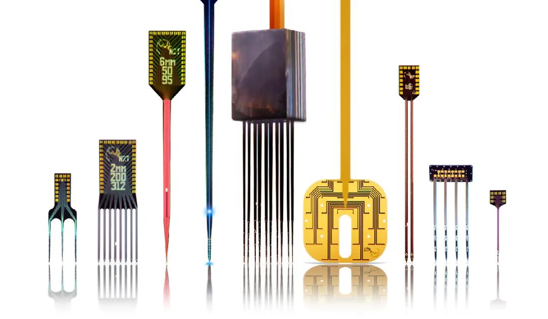 【文章分享】青春期大脑的“重塑”：小胶质细胞的秘密调控