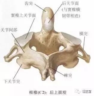 椎孔里面有什么颈椎一共有7节，快来看看分别对应什么病症_https://www.jmylbn.com_新闻资讯_第9张