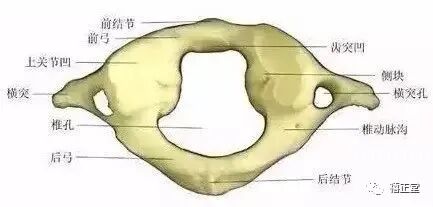椎孔里面有什么颈椎一共有7节，快来看看分别对应什么病症_https://www.jmylbn.com_新闻资讯_第6张