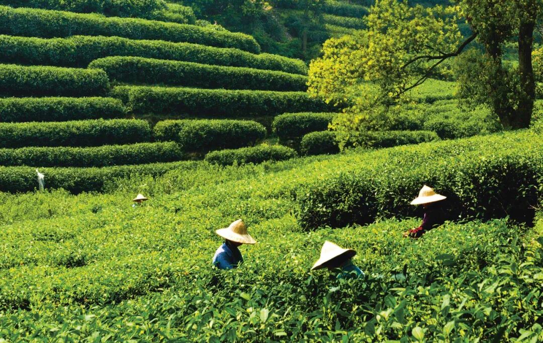 Family Trip to China ： Itinerary Ideas & Travel Tips (2026)
