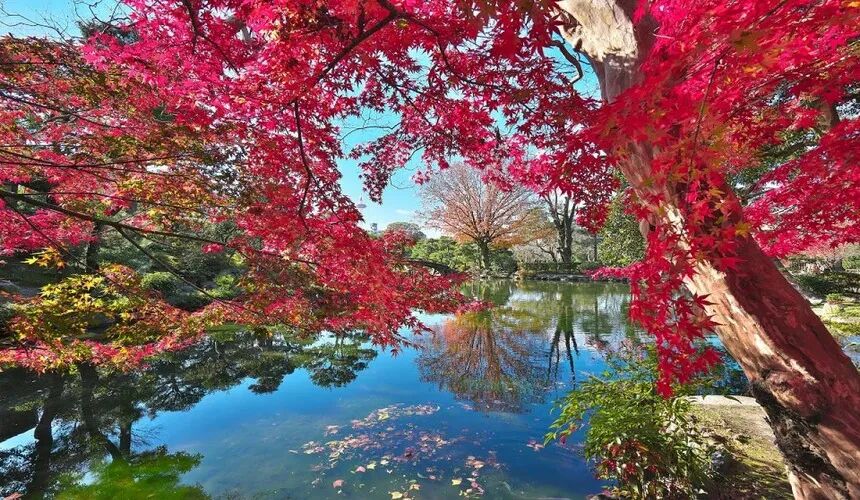 Japan Fall Foliage Guide ： 14 Top Spots & Peak Dates