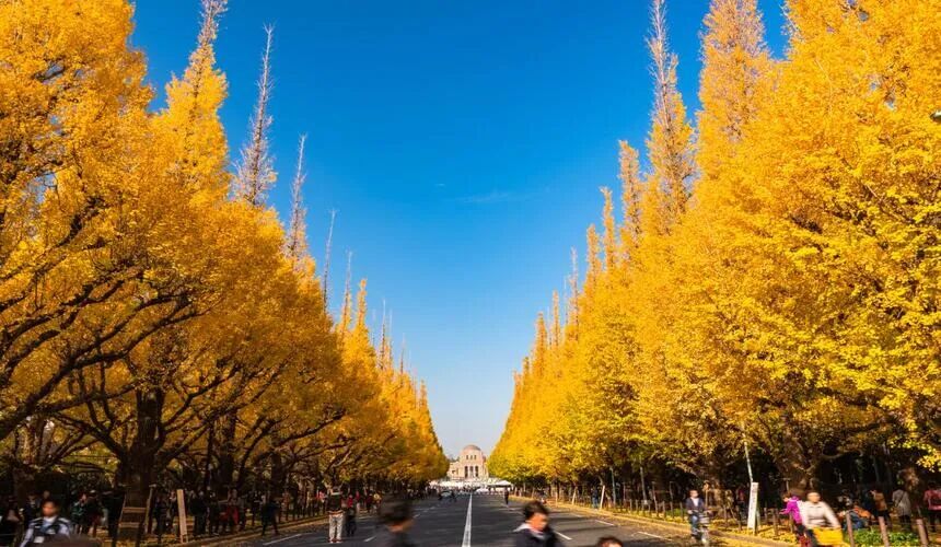 Japan Fall Foliage Guide ： 14 Top Spots & Peak Dates