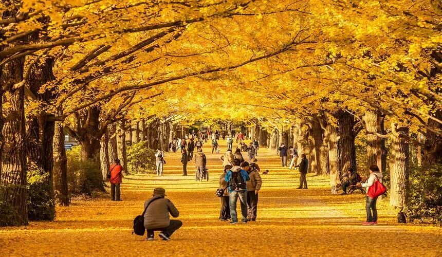 Japan Fall Foliage Guide ： 14 Top Spots & Peak Dates