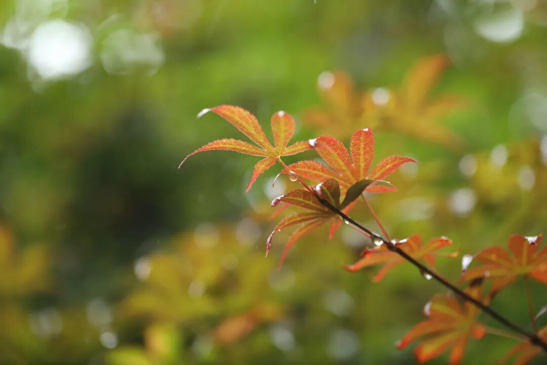 处暑丨暑尽燥来，茶悦身心