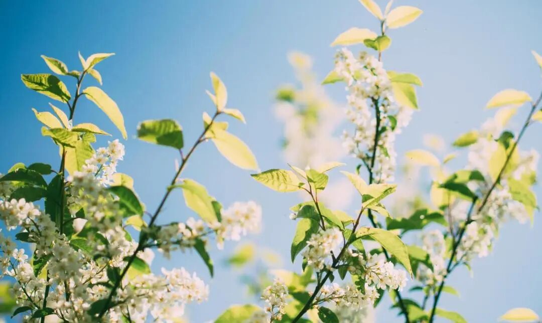 应时饮茶，“春分”得意