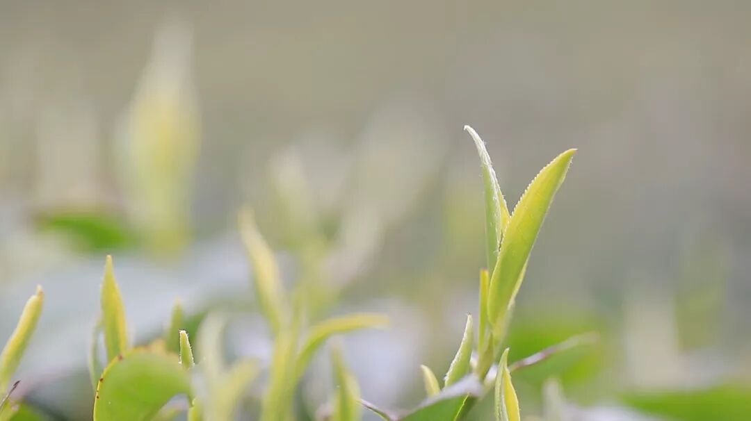 藏了一个冬天，喝春茶的好处都在这了