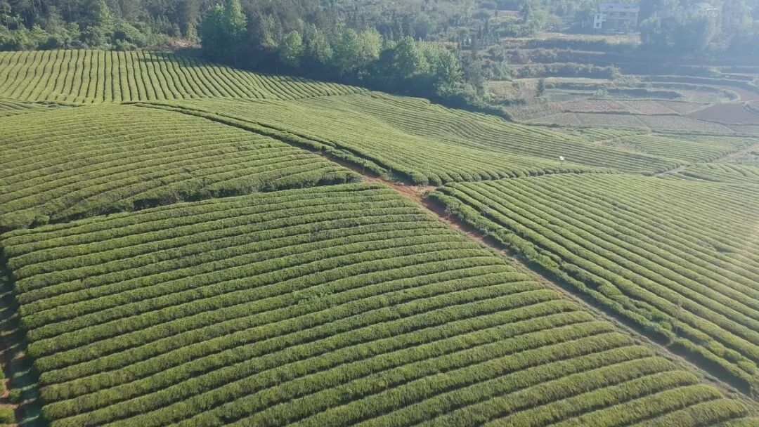 野生茶，野放茶，一字之差，差了多远？