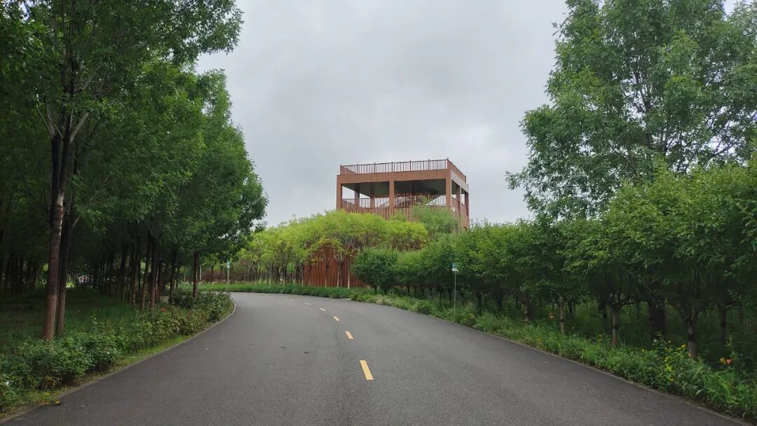 海教园生活丨津南区绿屏咸水沽湾看黑天鹅喂锦鲤