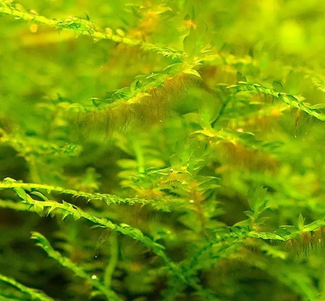 藻类植物生活环境图片