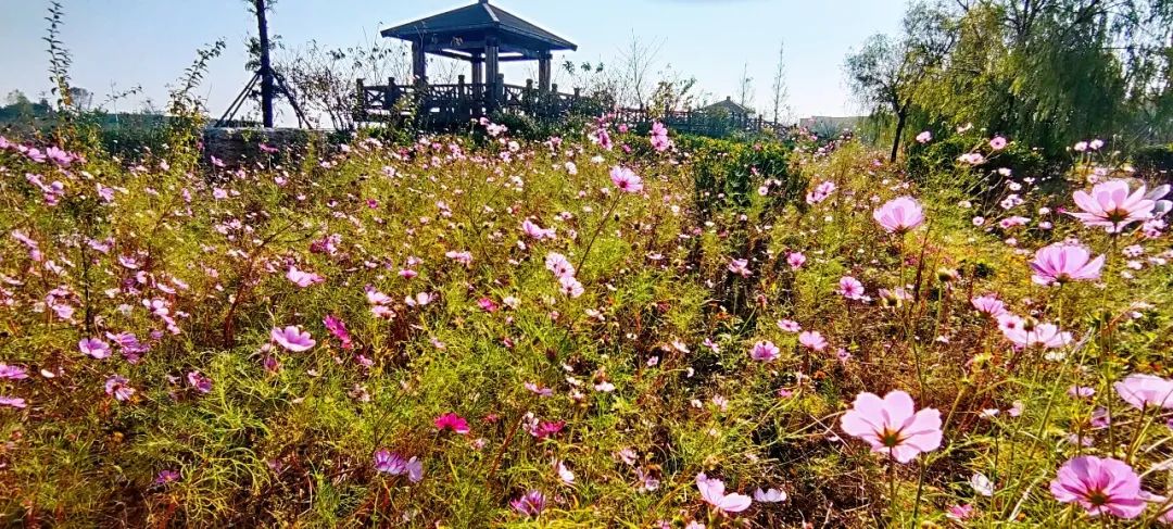 日照山海湾‖碧水东流入大海,颐养身心境悠然