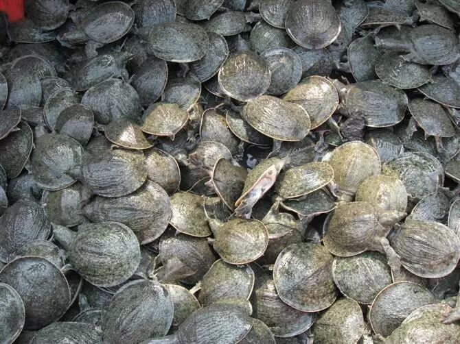因满足美食追求,新兴起的中华鳖养殖怎么样?,北海水产研究联盟
