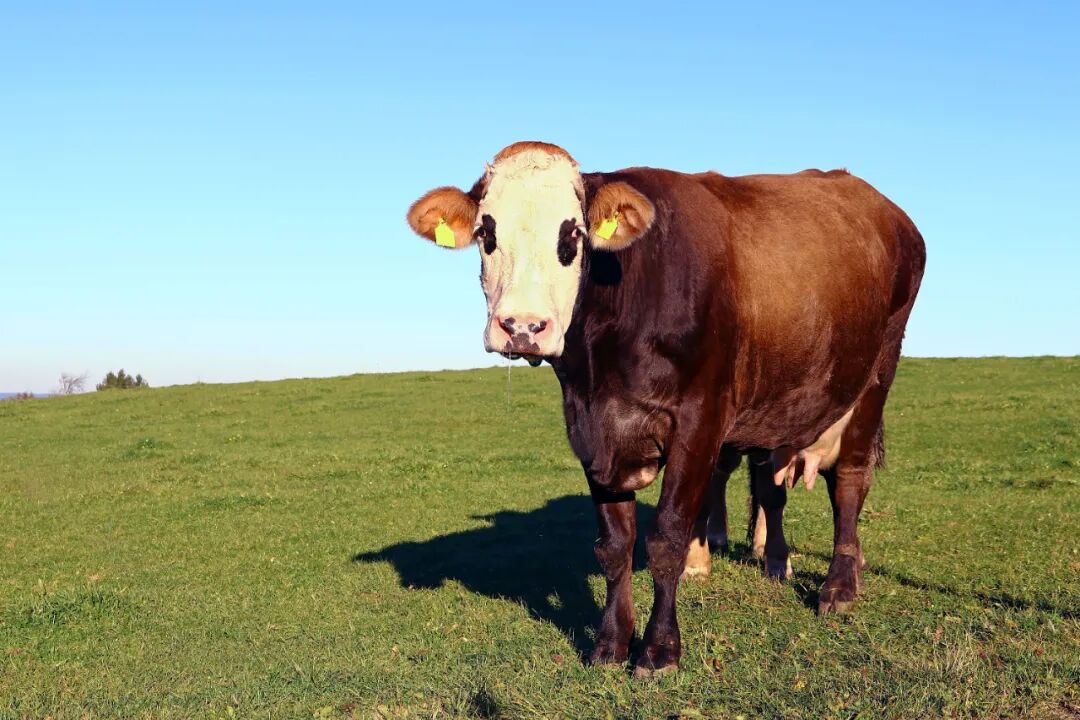 pond是什么意思_意思是破碎的字_amypond