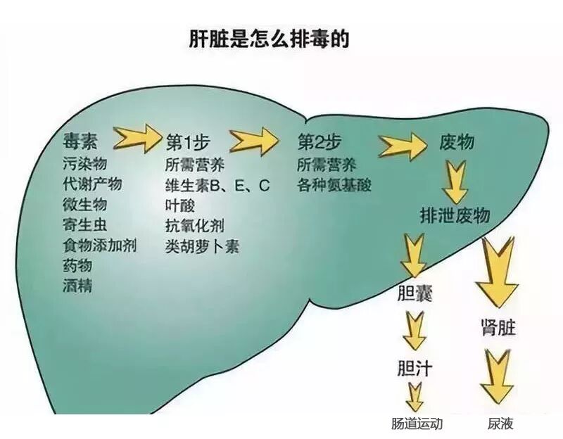 养肝就是养命 肝脏靶向排毒刻不容缓 瑞士安格迪赛健康管理平台 微信公众号文章阅读 Wemp