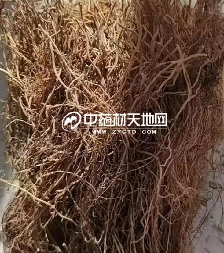 细辛产新看后市