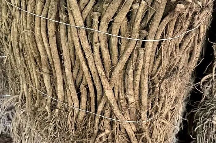 川牛膝产能收缩下的行情分析