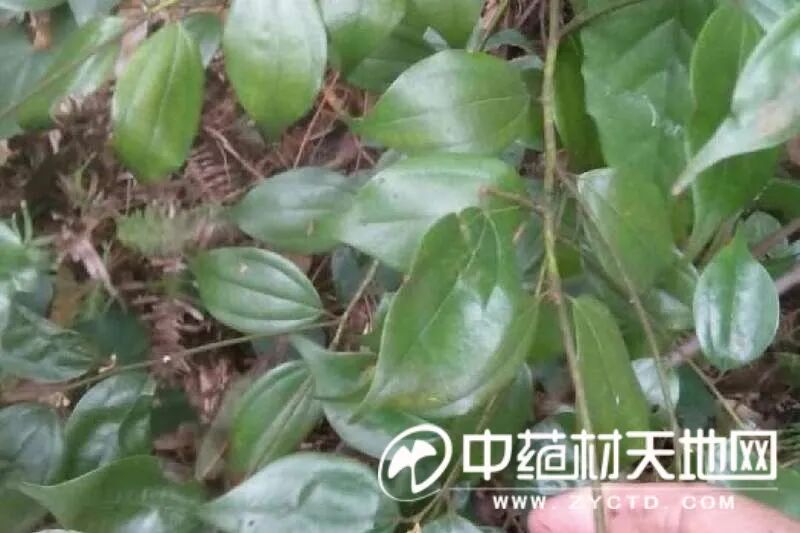 乌药行情为何长期平淡