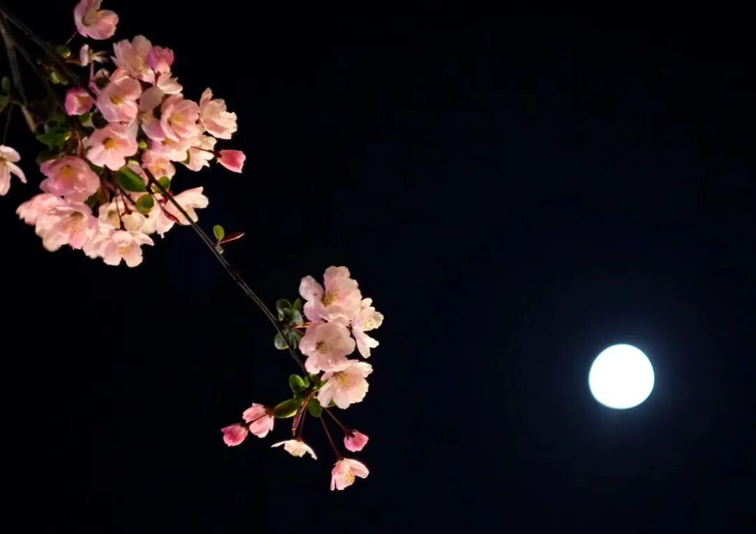 今夜与谁共眠 今夜，与月光缠绵