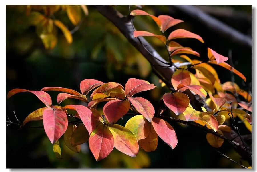 秋饮红茶正当时