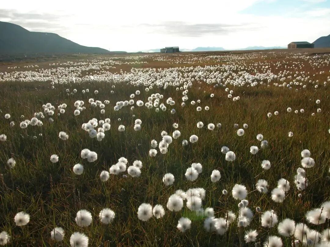 文化随行-【科技周特刊】北极的奇异花卉