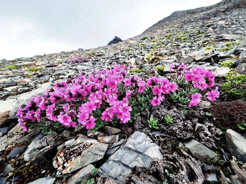 生态云南 | 这场摄影展，带你品鉴最接近雪线的植物精灵 - 中国自然保护区生物标本资源共享平台