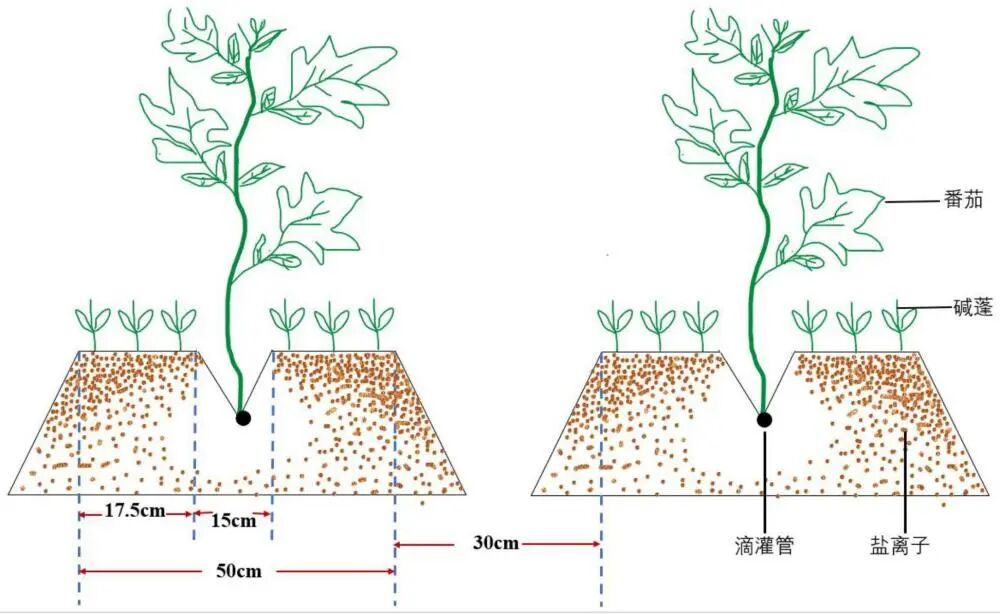 一种盐碱地的设施栽培种植方法和应用
