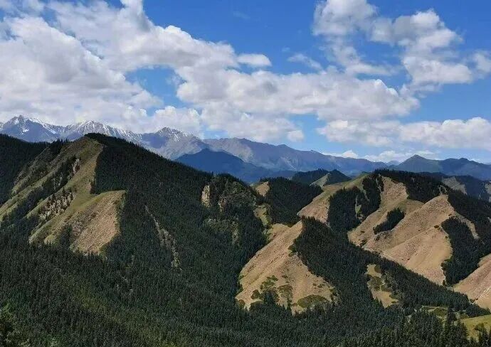 我国的祁连山地长有“阴阳脸 .即一侧山坡林木葱郁.另一侧山坡草地青翠.读图并结合所学知识完成下列各题.1.制约图中植被分布规律的因素主要是A ...