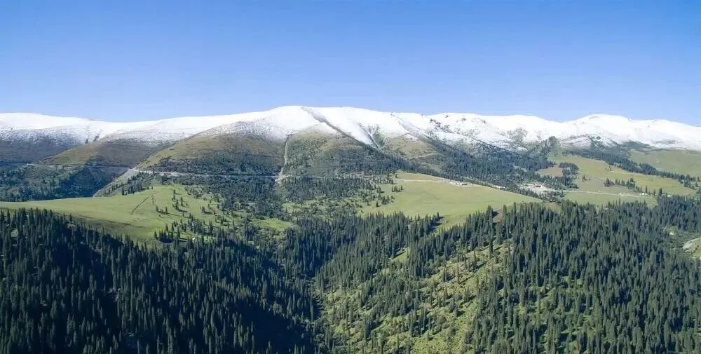 关于天山的植被分布，为什么天山北坡有云杉林分布，而南坡没有？ - 知乎