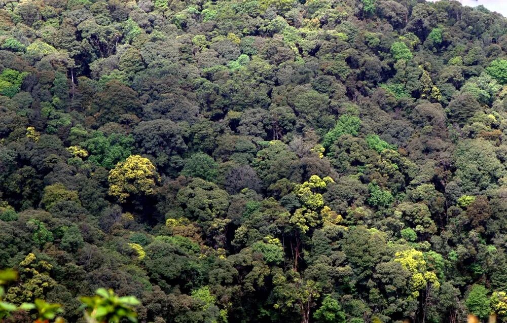 东亚亚热带常绿阔叶林的起源----中国科学院昆明分院