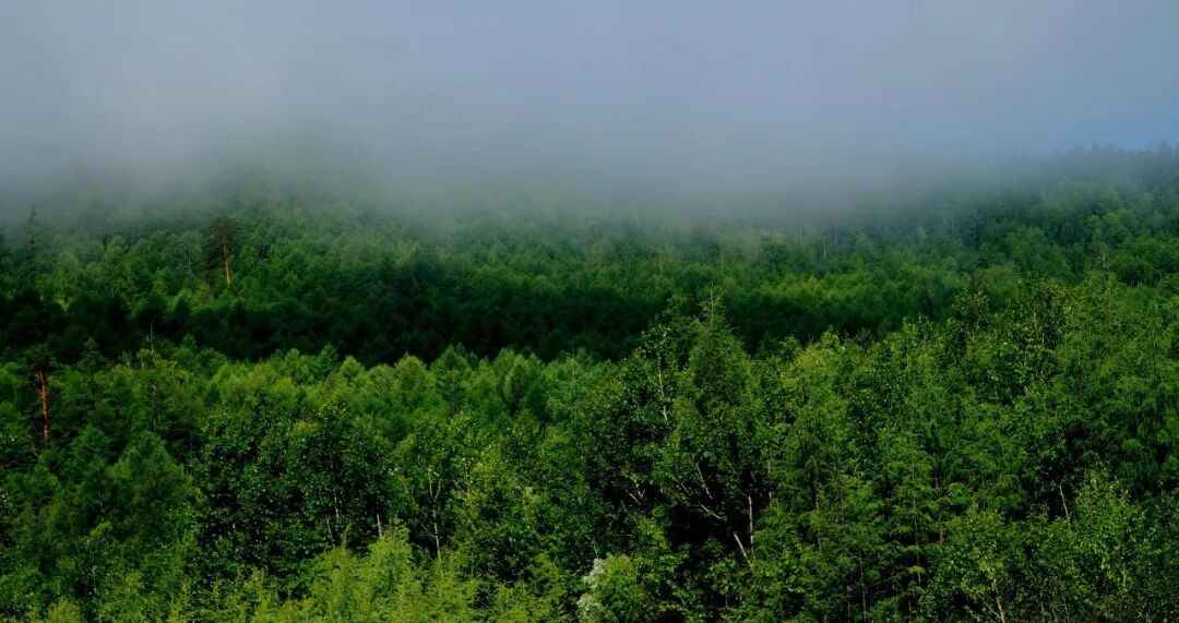 大兴安岭林区图片,图片(第4页)_大山谷图库