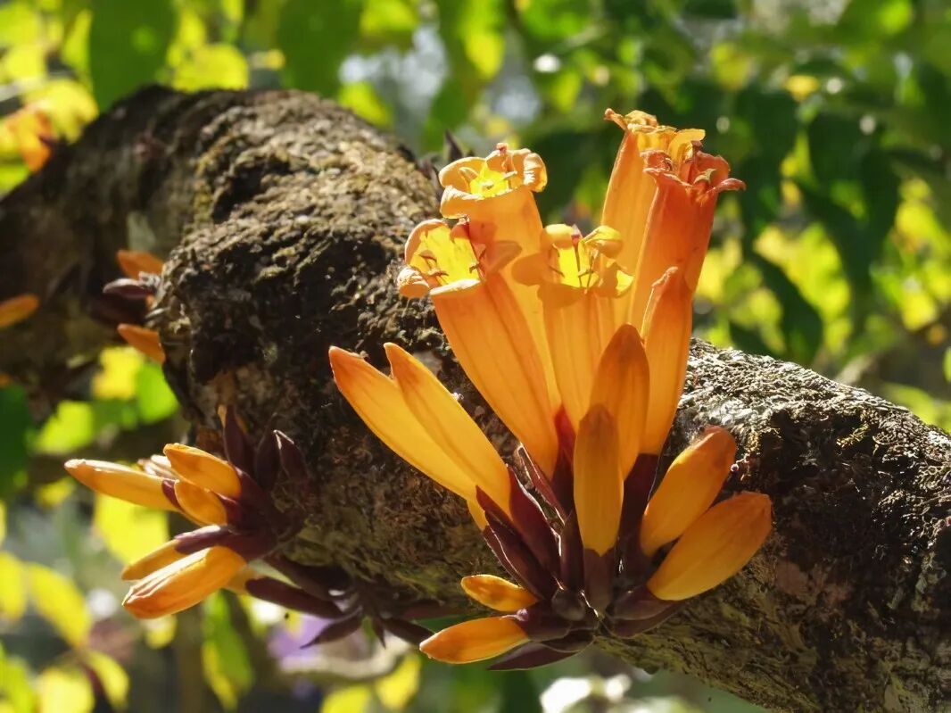 走进西双版纳热带雨林：奇特植物开黑色花(图)_科学探索_科技时代_新浪网