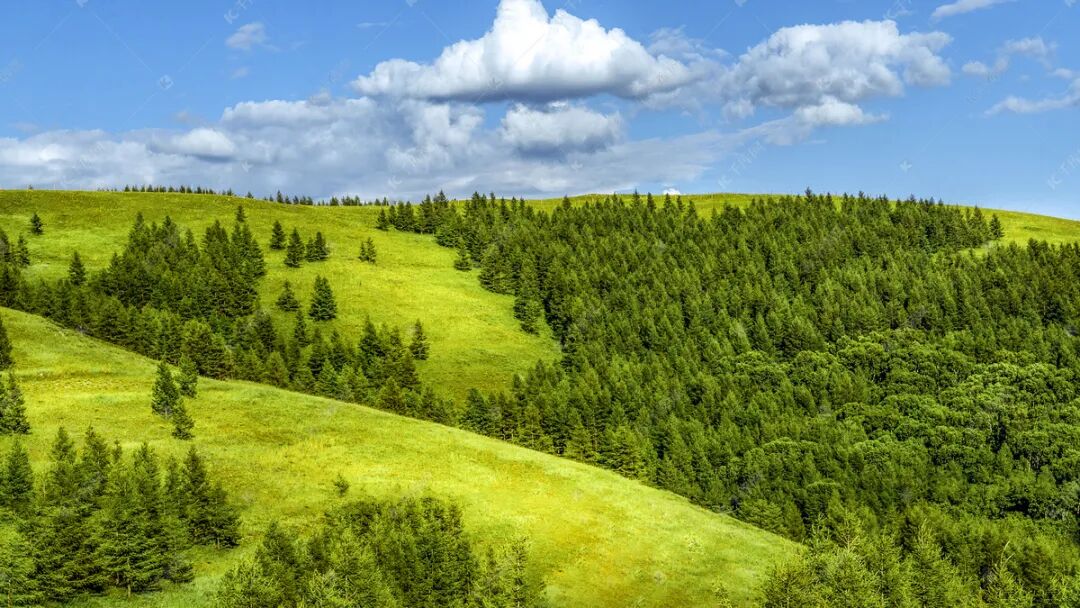 森林植被下午森林秋季素材摄影图配图高清摄影大图-千库网