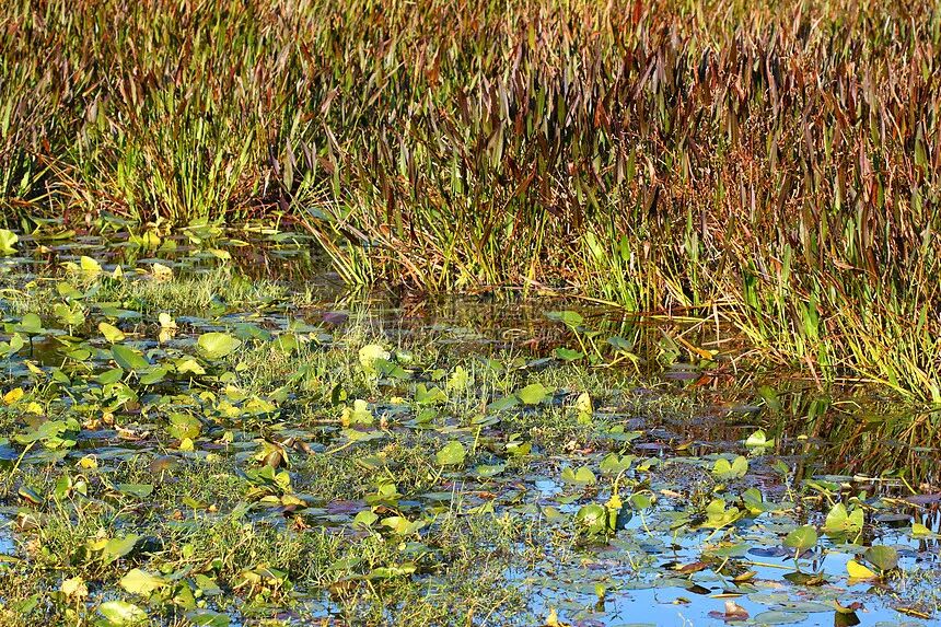 湿地植被 佛罗里达州植物软垫环境植物学土地百合池塘沼泽高清图片下载-正版图片320693074-摄图网