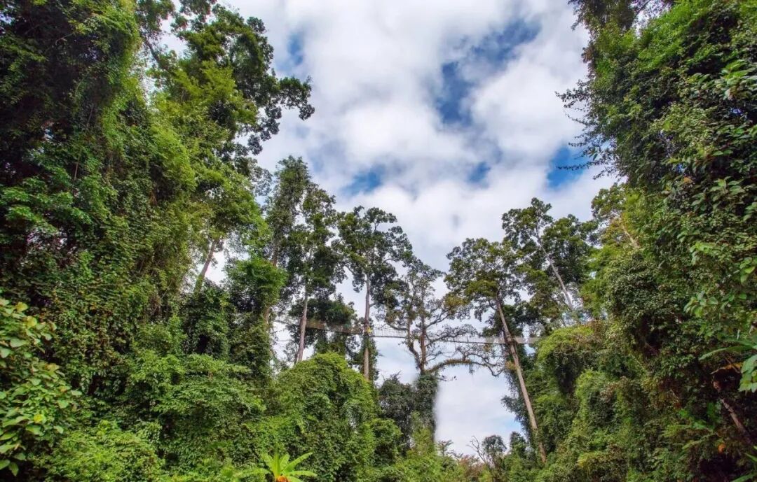 热带雨林介绍,热带雨林丛林_大山谷图库