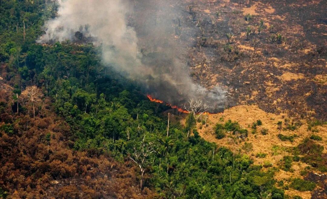 我国沙漠变森林，巴西雨林面积缩减，美媒称异常暴热或为中国原因 - 知乎