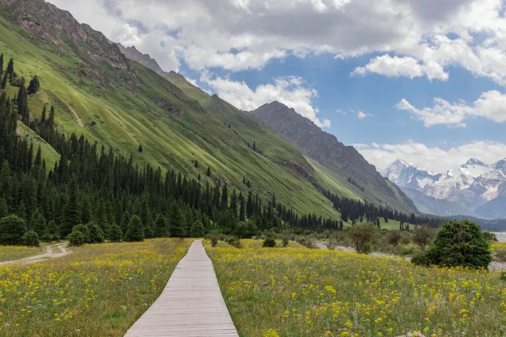 城市公园的植被高清图片下载-正版图片507495862-摄图网
