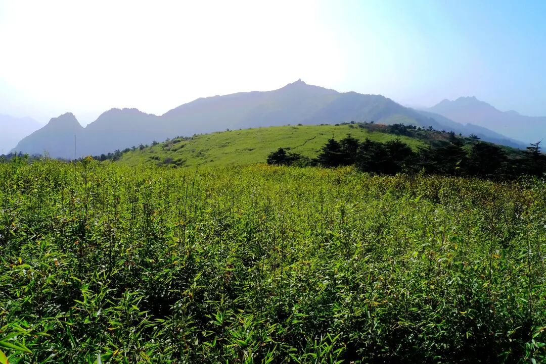 【秦岭高山草甸摄影图片】风光摄影_xinlianyong_太平洋电脑网摄影部落