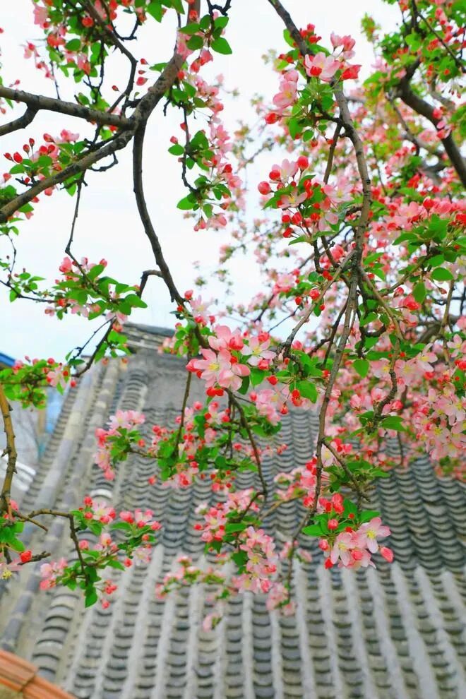 04循海棠花香此时景区将举办盛大的野玫瑰节,届时不仅能够玩索道,坐