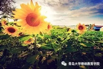 青岛大学,一个梦想腾飞的地方 青岛大学,一个梦想腾飞的地方