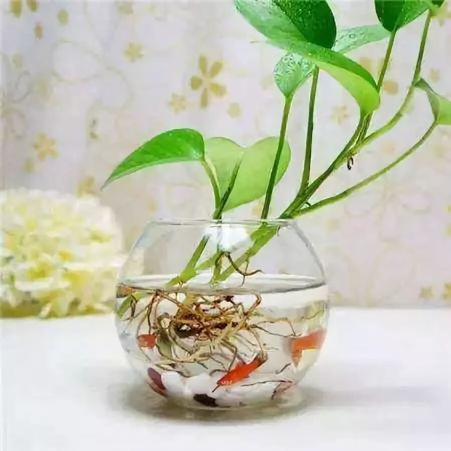 水培植物养殖易犯5个错误 很多人都不知道 难怪养啥都养不好 水培 微信公众号文章阅读 Wemp