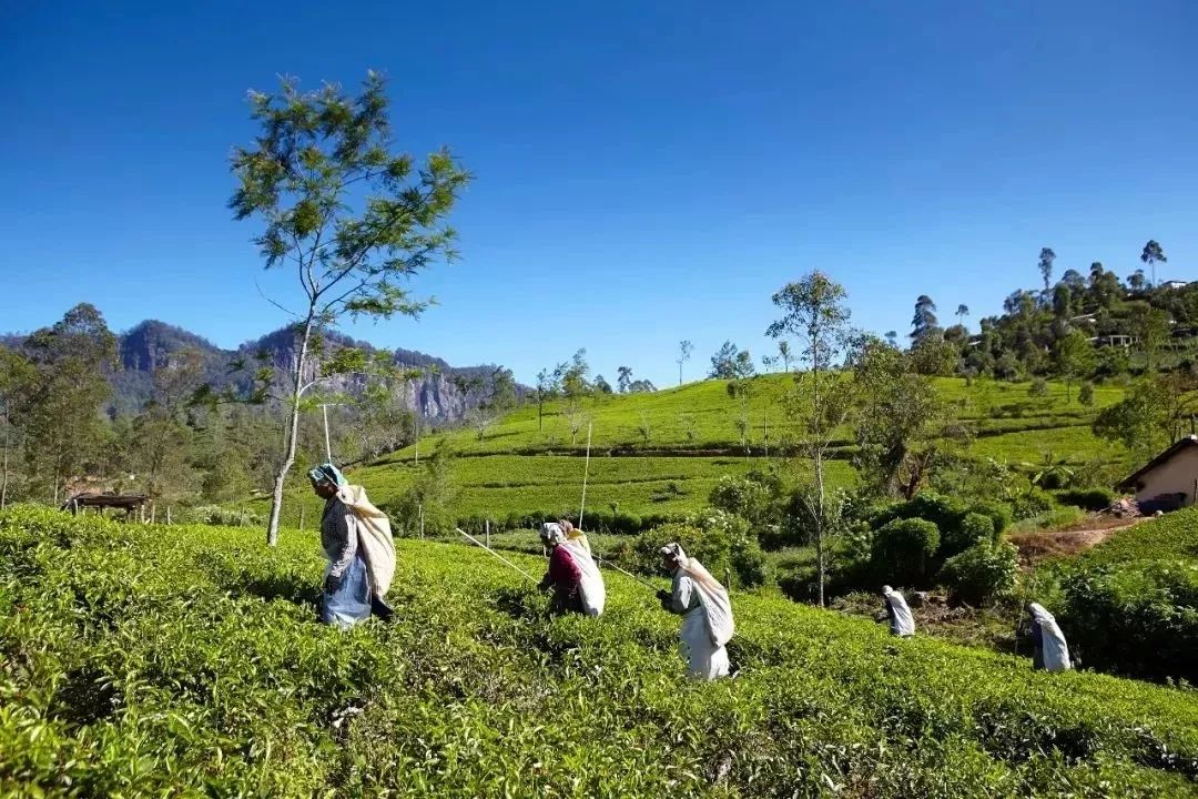 一不小心斯里蘭卡又入選今年Lonely Planet榜單了，快來看看是哪裡吧！ 旅行 第23張