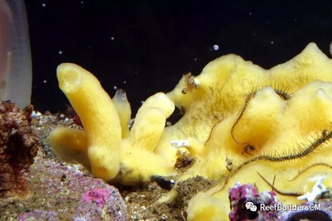 生物资讯 海绵对珊瑚缸的五大负面影响 Reefbuilderscm 微信公众号文章阅读 Wemp