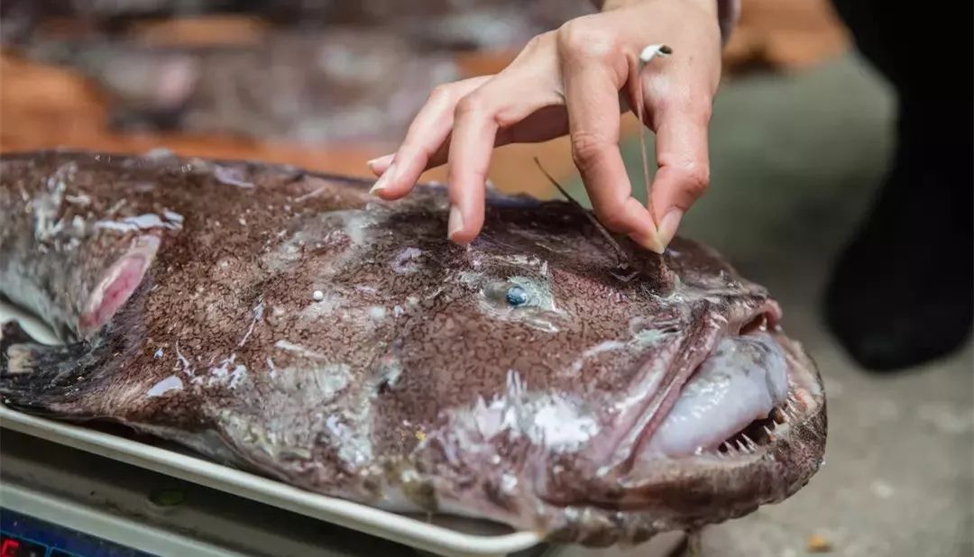 這條魚醜得讓你起雞皮疙瘩，可它的骨頭真好吃還特補鈣_i食色- 微文庫