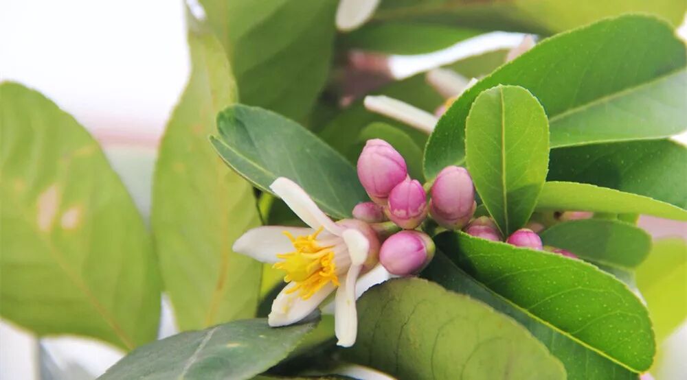 無籽香水檸檬 每天一個多c多健康 I食色 微文庫