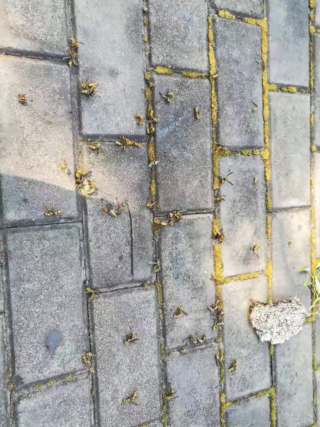 利港亲水湖公园的10余处马蜂窝 刚被端了