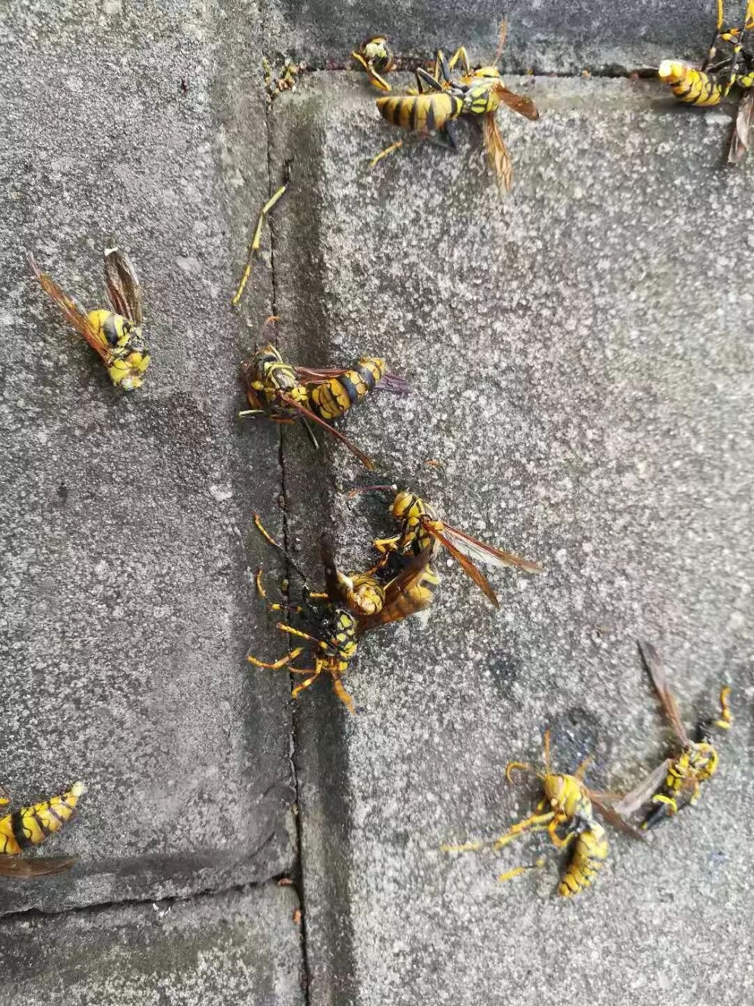 利港亲水湖公园的10余处马蜂窝 刚被端了