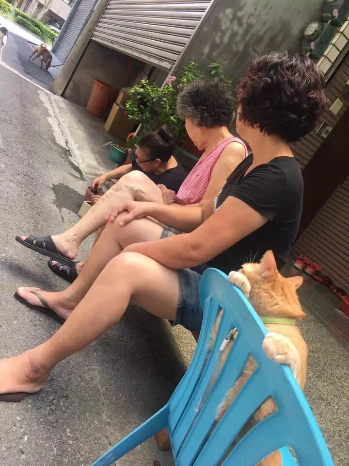 【宠物】老年痴呆的奶奶，把橘猫喂到32斤：这就是爱，我忘了你，但要让你吃饱饱（组图） - 21
