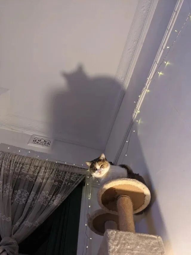 我怀疑 我家猫的真实身份是蝙蝠侠 柠檬资讯