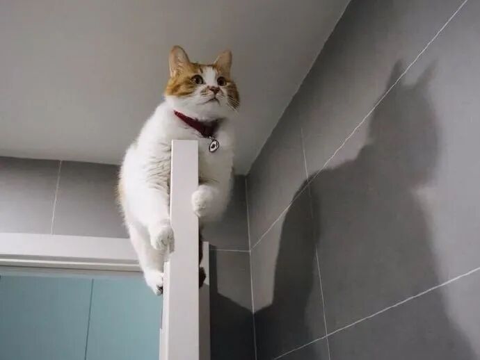 我怀疑 我家猫的真实身份是蝙蝠侠 柠檬资讯
