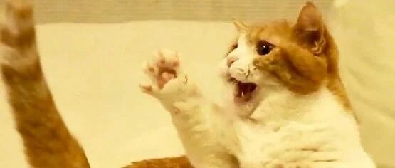 我寻思着一只猫腿能有多大劲儿，直到…邻居家的猪被踹飞了！