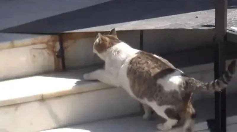 怀孕流浪猫临产前拼命爬9楼送二胎，网友：我就是传说中的接盘侠？！